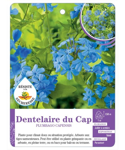 PLUMBAGO AURICULATA voir Dentelaire du Cap