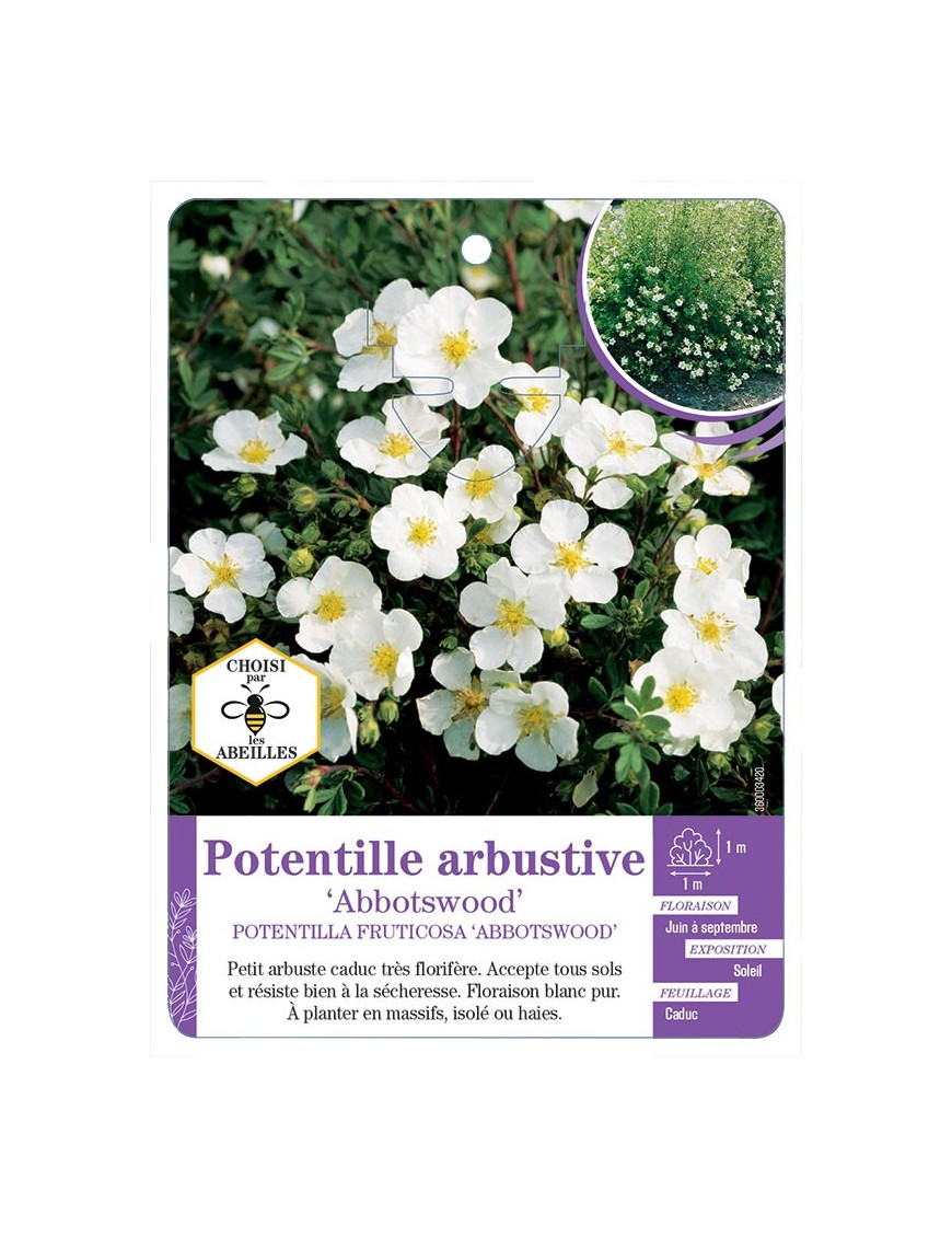 POTENTILLA FRUTICOSA ABBOTSWOOD voir Potentille arbustive (*)