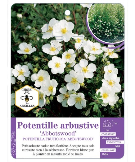 POTENTILLA FRUTICOSA ABBOTSWOOD voir Potentille arbustive (*)