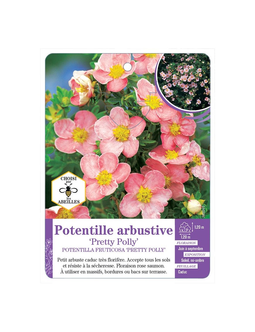 POTENTILLA FRUTICOSA PRETTY POLLY voir Potentille arbustive (*)