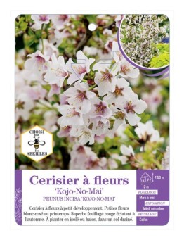PRUNUS INCISA KOJO-NO-MAI voir Cerisier à fleurs (*)