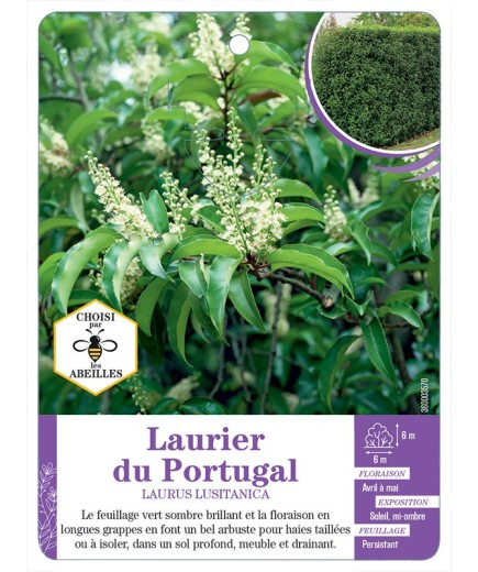 PRUNUS LUSITANICA voir Laurier du Portugal