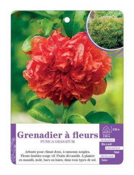 PUNICA GRANATUM voir Grenadier à fleurs
