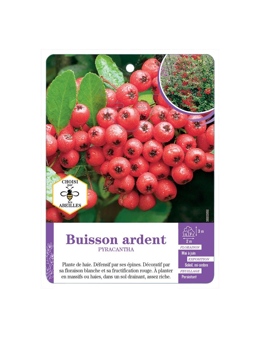 PYRACANTHA voir Buisson ardent (rouge) (*)