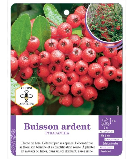 PYRACANTHA voir Buisson ardent (rouge) (*)