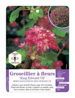 RIBES SANGUINEUM KING EDWARD VII voir Groseillier à fleurs