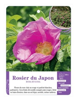 ROSA RUGOSA voir Rosier du Japon (*)