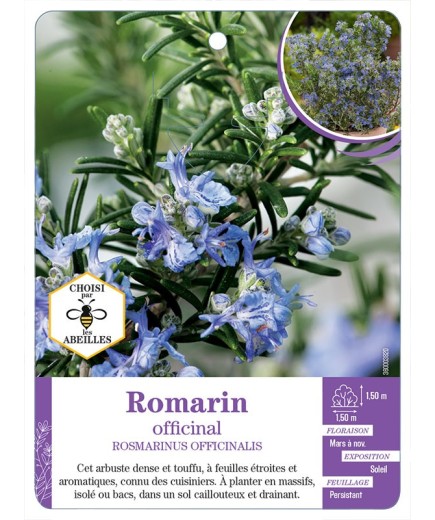 ROSMARINUS OFFICINALIS voir Romarin (*)