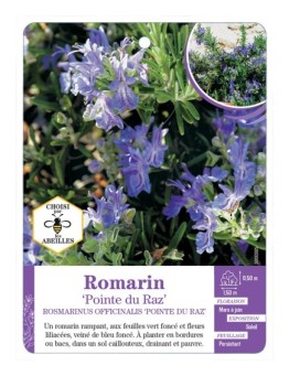 ROSMARINUS officinalis Pointe du Raz voir Romarin (*)