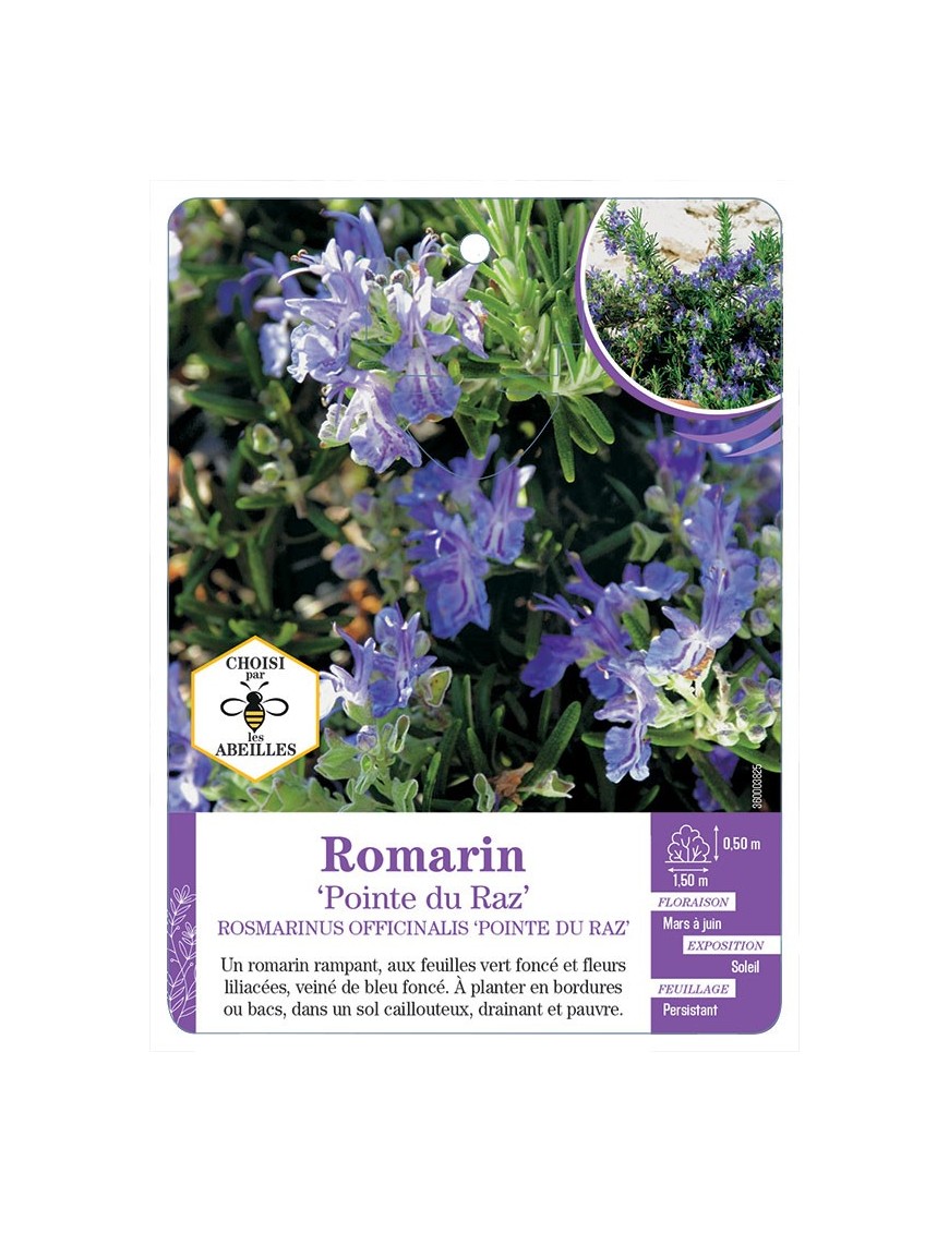 ROSMARINUS officinalis Pointe du Raz voir Romarin (*)
