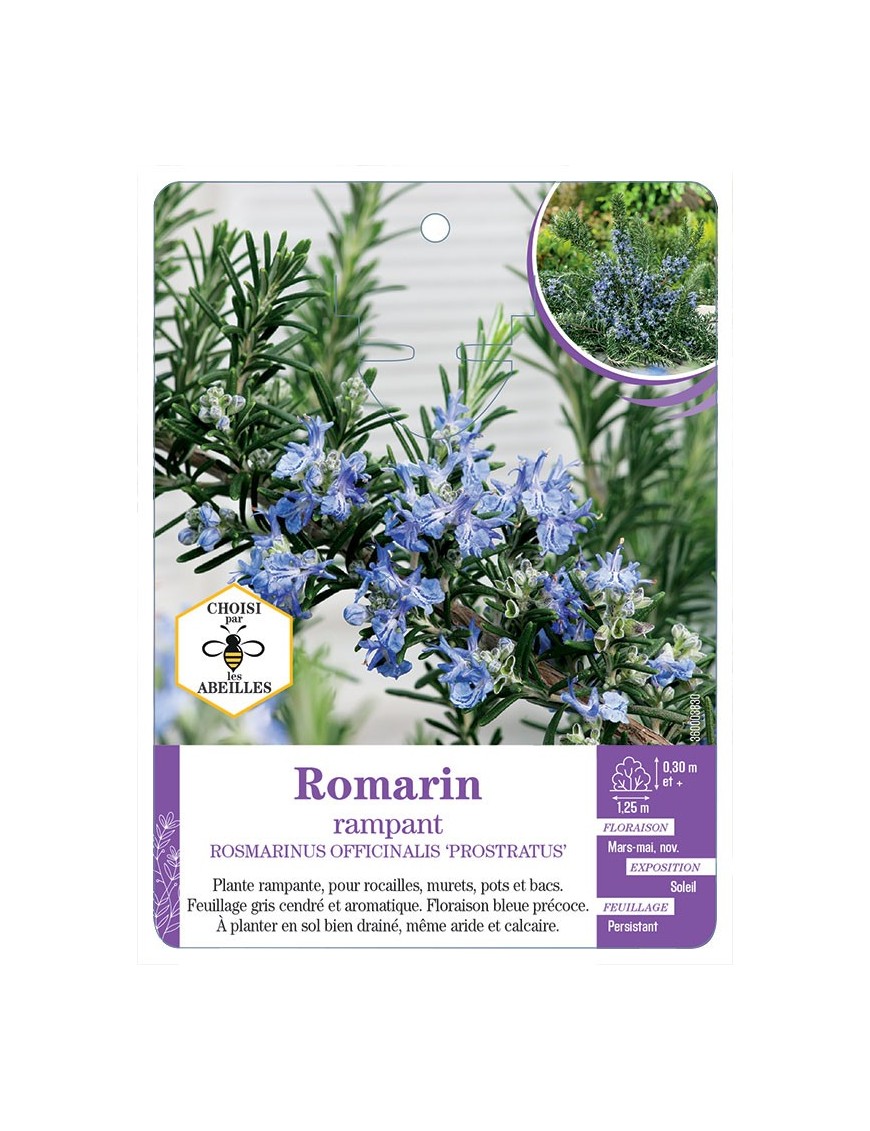 ROSMARINUS OFFICINALIS PROSTRATUS voir Romarin rampant (*)