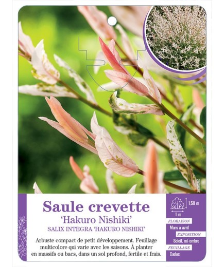 SALIX INTEGRA HAKURO NISHIKI voir Saule crevette