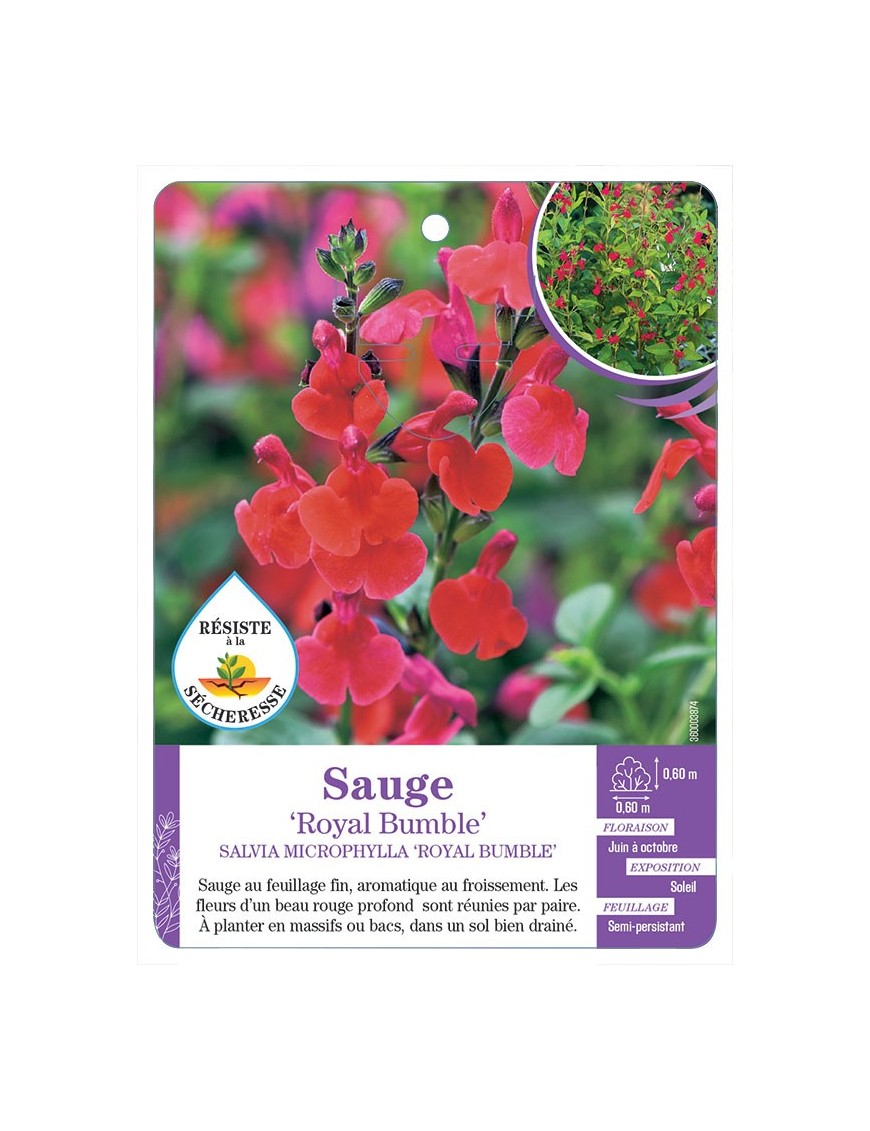 SALVIA MICROPHYLLA ROYAL BUMBLE voir Sauge