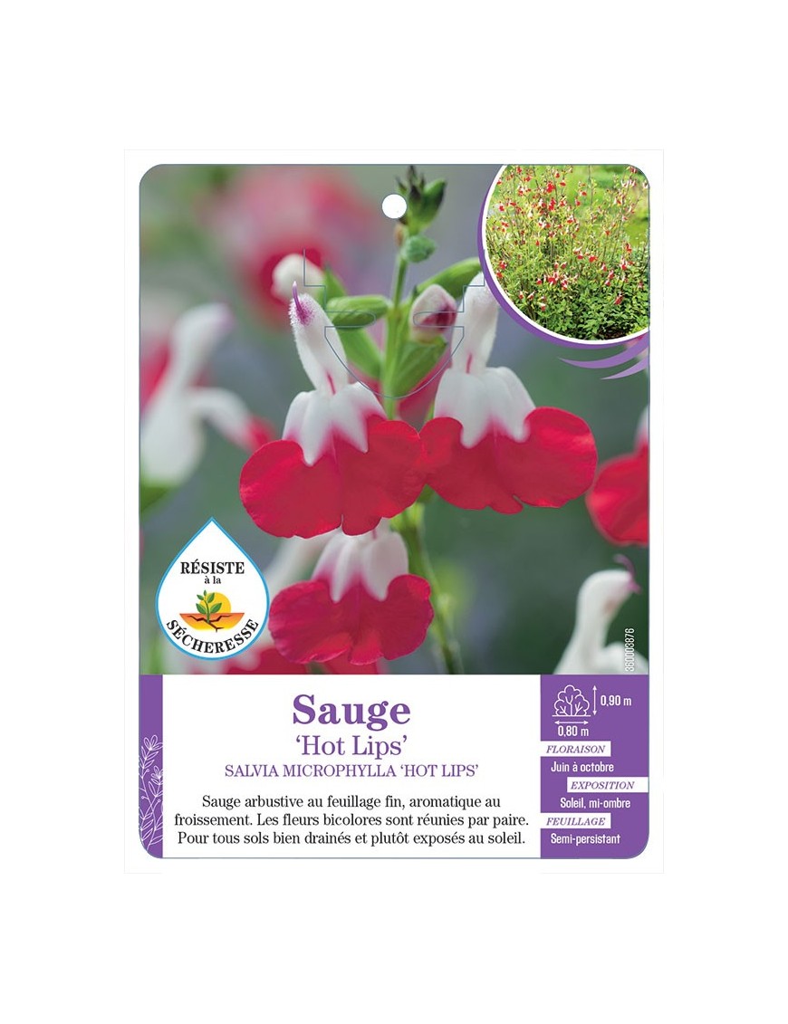 SALVIA MICROPHYLLA HOT LIPS voir Sauge