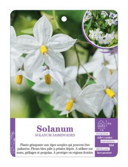 SOLANUM JASMINOIDES (bleu pâle)