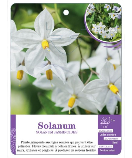SOLANUM JASMINOIDES (bleu pâle)