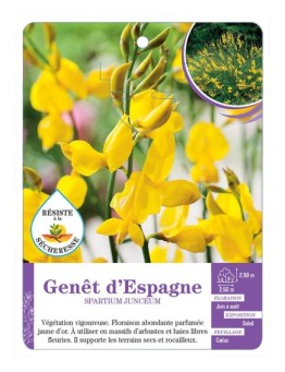 SPARTIUM JUNCEUM voir Genêt d Espagne (*)