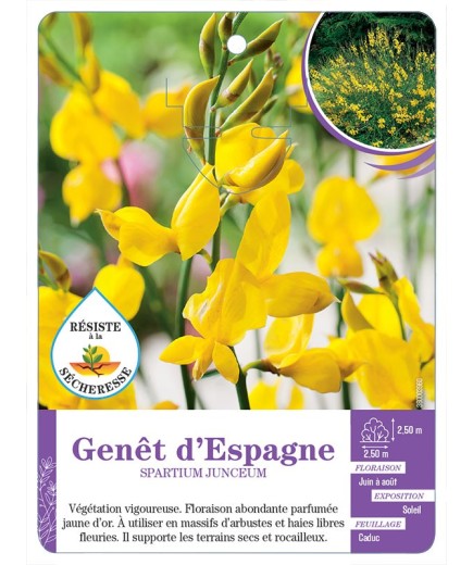 SPARTIUM JUNCEUM voir Genêt d Espagne (*)