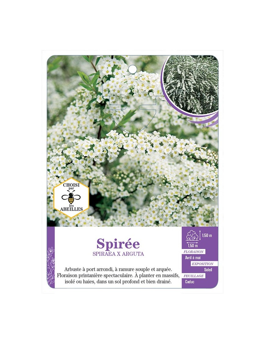 SPIRAEA X ARGUTA voir Spirée