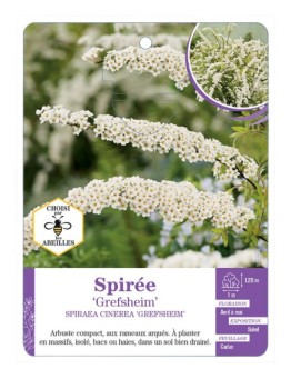 SPIRAEA CINEREA GREFSHEIM voir Spirée (*)