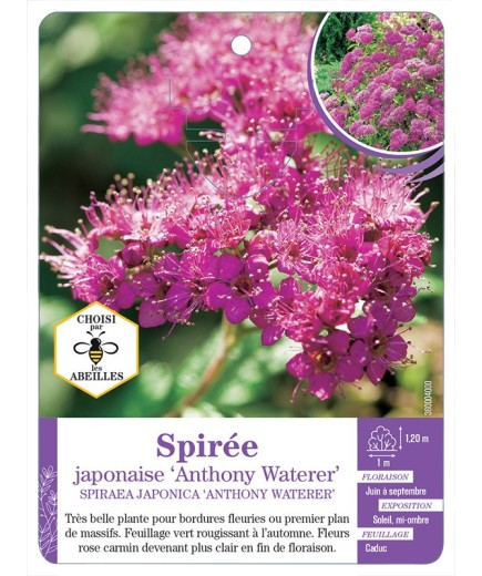 SPIRAEA JAPONICA ANTHONY WATERER voir Spirée