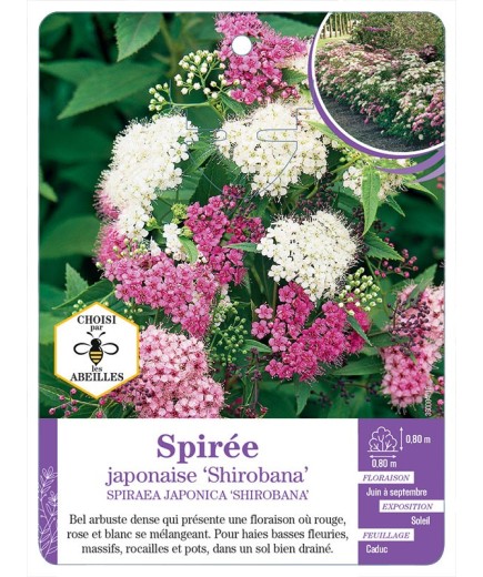 SPIRAEA japonica Shirobana voir Spirée