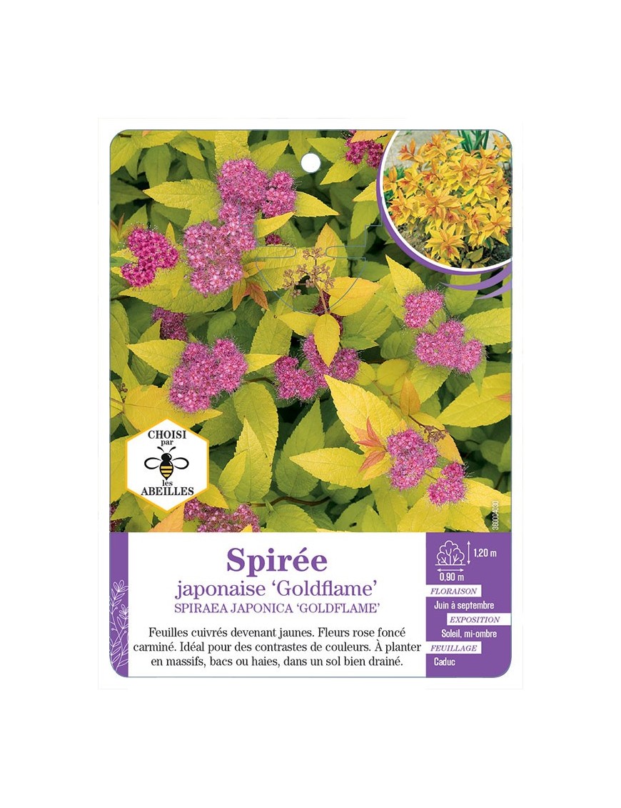 SPIRAEA JAPONICA GOLDFLAME voir Spirée