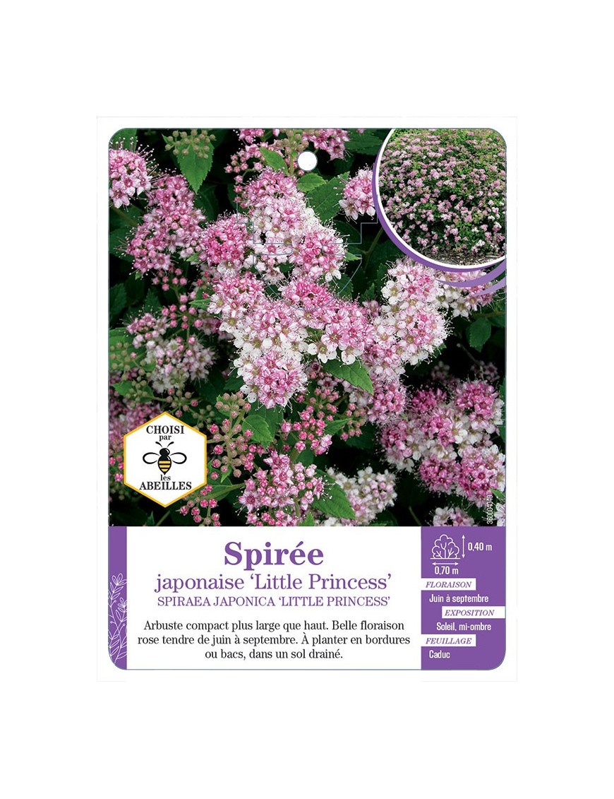 SPIRAEA JAPONICA LITTLE PRINCESS voir Spirée