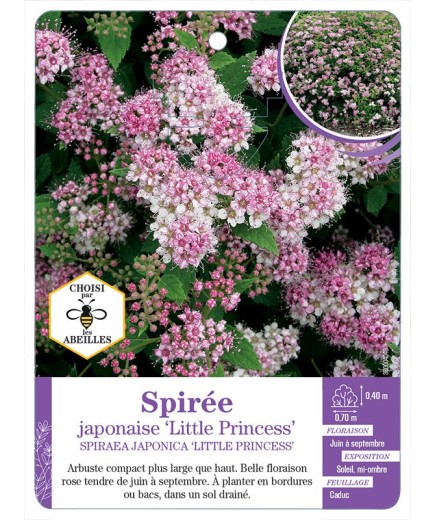 SPIRAEA JAPONICA LITTLE PRINCESS voir Spirée