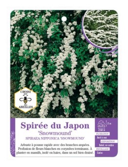 SPIRAEA NIPPONICA SNOWMOUND voir Spirée du Japon (*)