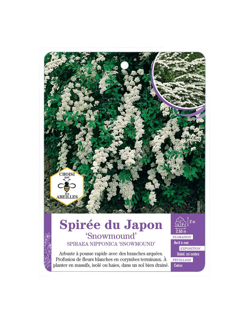 SPIRAEA NIPPONICA SNOWMOUND voir Spirée du Japon (*)