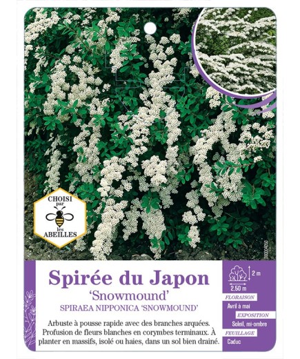 SPIRAEA NIPPONICA SNOWMOUND voir Spirée du Japon (*)