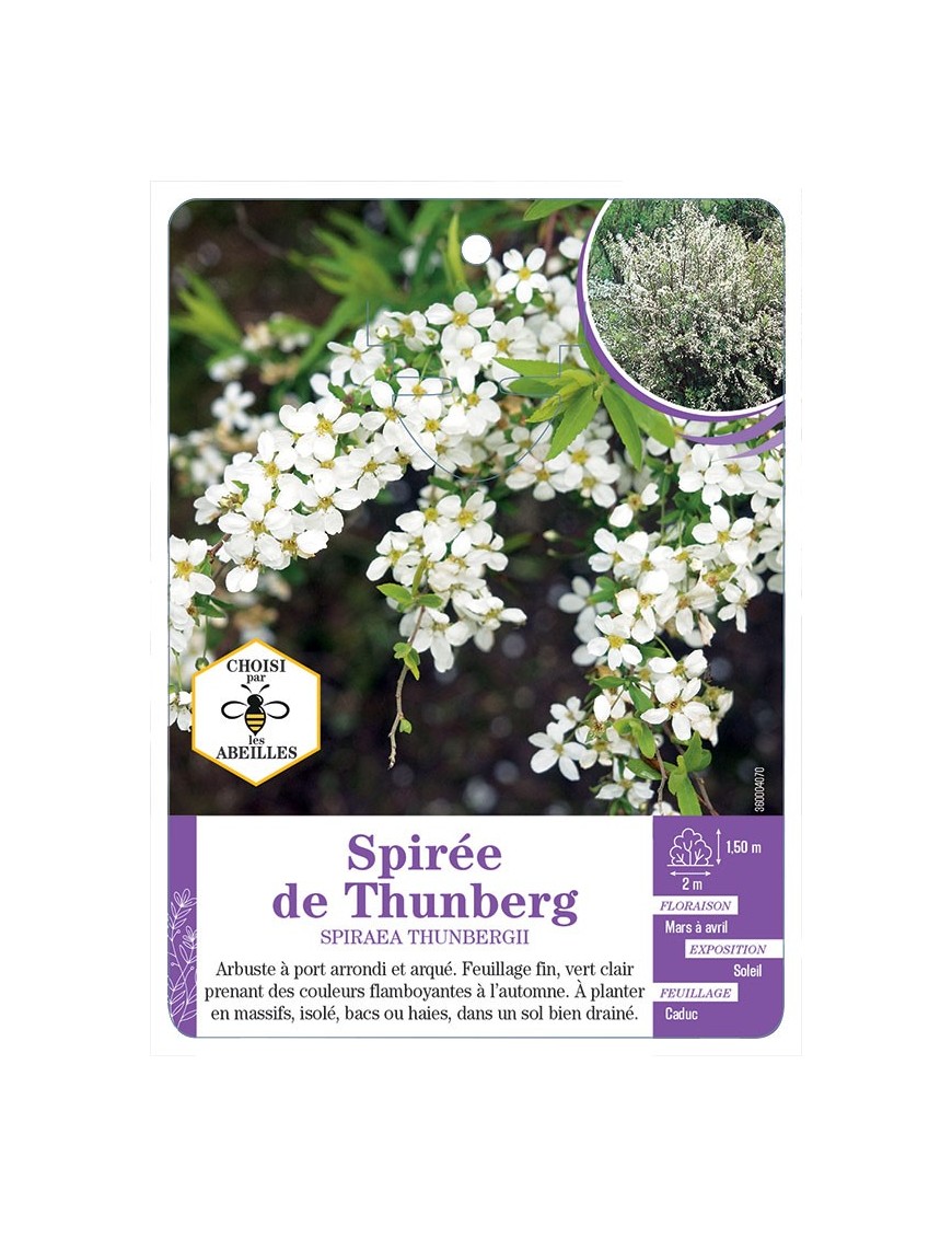 SPIRAEA THUNBERGII voir Spirée de Thunberg (*)