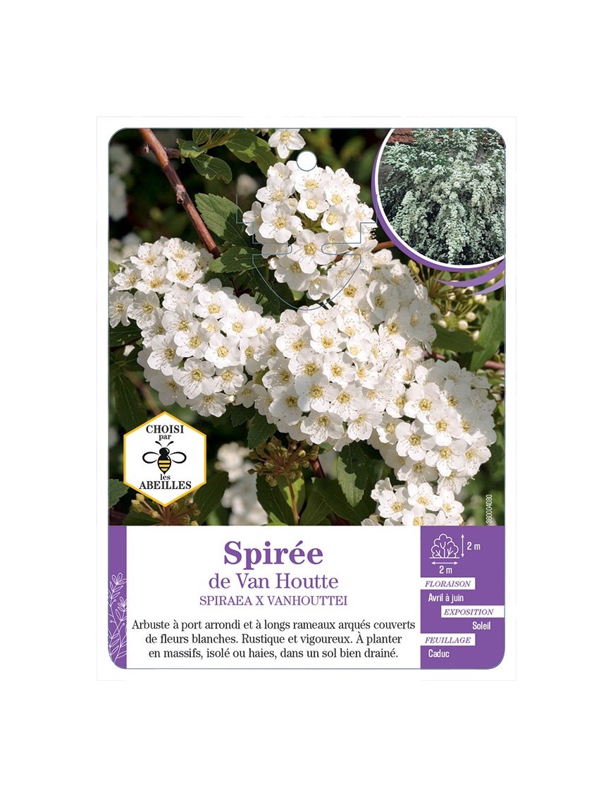 SPIRAEA X VANHOUTTEI voir Spirée de Van Houtte