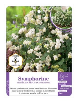 SYMPHORICARPOS DOORENBOSII voir Symphorine (*)