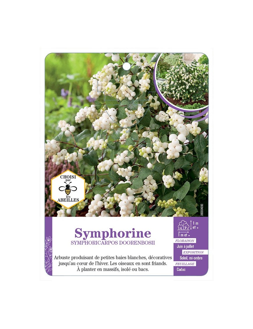 SYMPHORICARPOS DOORENBOSII voir Symphorine (*)