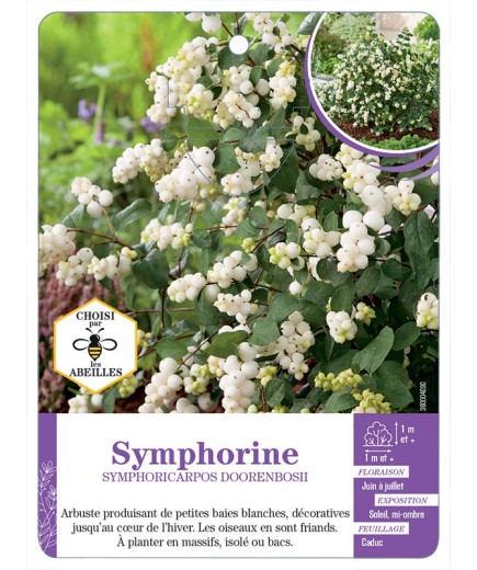 SYMPHORICARPOS DOORENBOSII voir Symphorine (*)