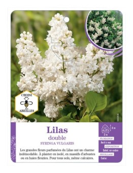 SYRINGA VULGARIS voir Lilas double (blanc)
