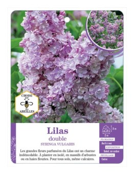 SYRINGA VULGARIS voir Lilas double (mauve)