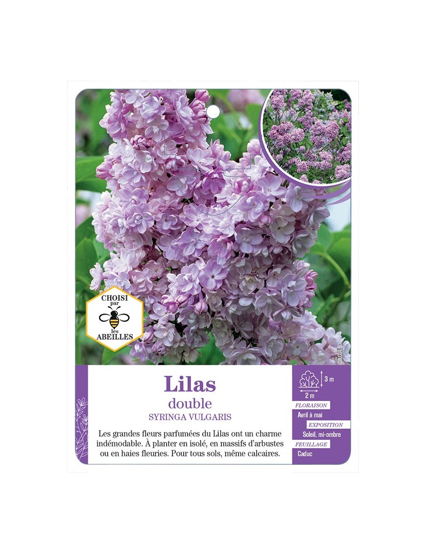 SYRINGA VULGARIS voir Lilas double (mauve)