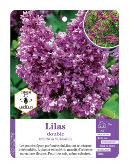 SYRINGA VULGARIS voir Lilas double (rouge)