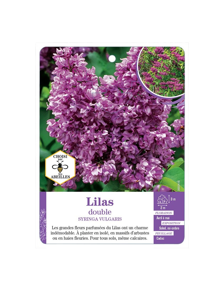 SYRINGA VULGARIS voir Lilas double (rouge)