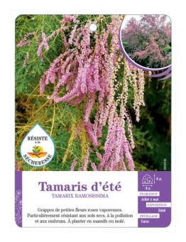 TAMARIX RAMOSISSIMA voir Tamaris d été