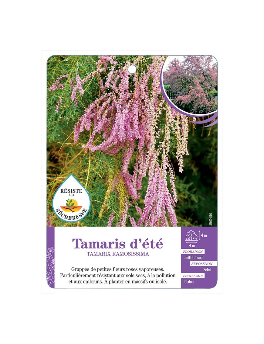TAMARIX RAMOSISSIMA voir Tamaris d été