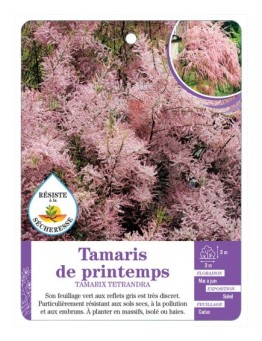 TAMARIX TETANDRA voir Tamaris de printemps