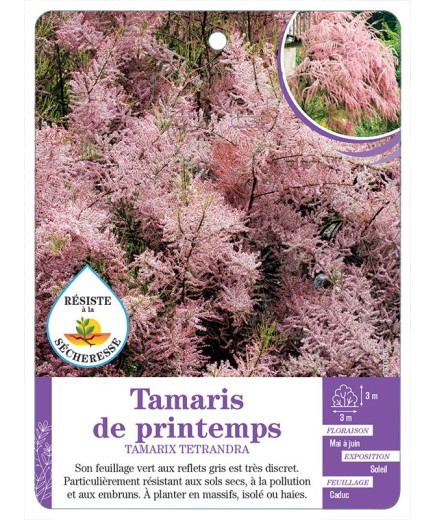 TAMARIX TETANDRA voir Tamaris de printemps