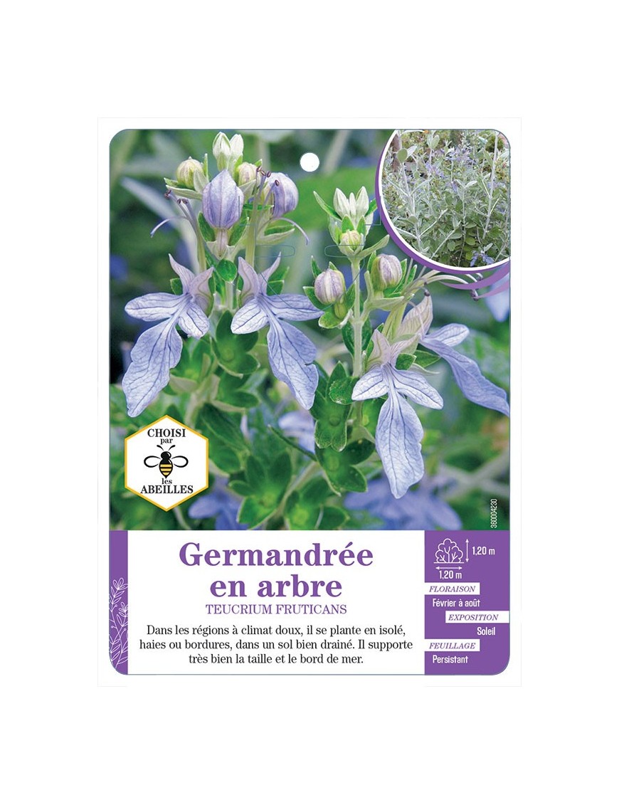 TEUCRIUM FRUTICANS voir Germandrée en arbre