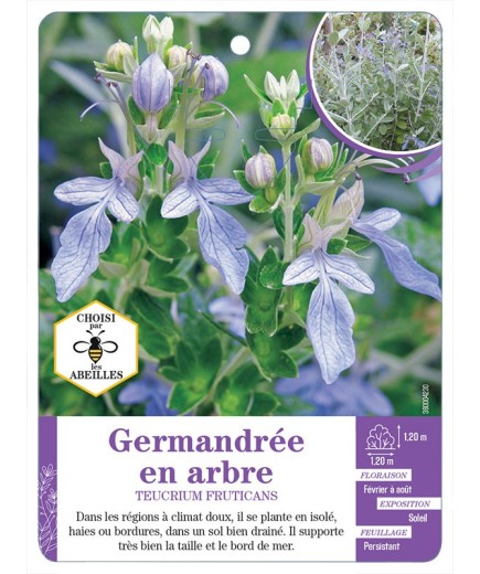 TEUCRIUM FRUTICANS voir Germandrée en arbre