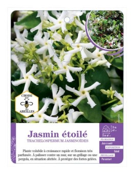TRACHELOSPERMUM JASMINOIDES voir Jasmin étoilé