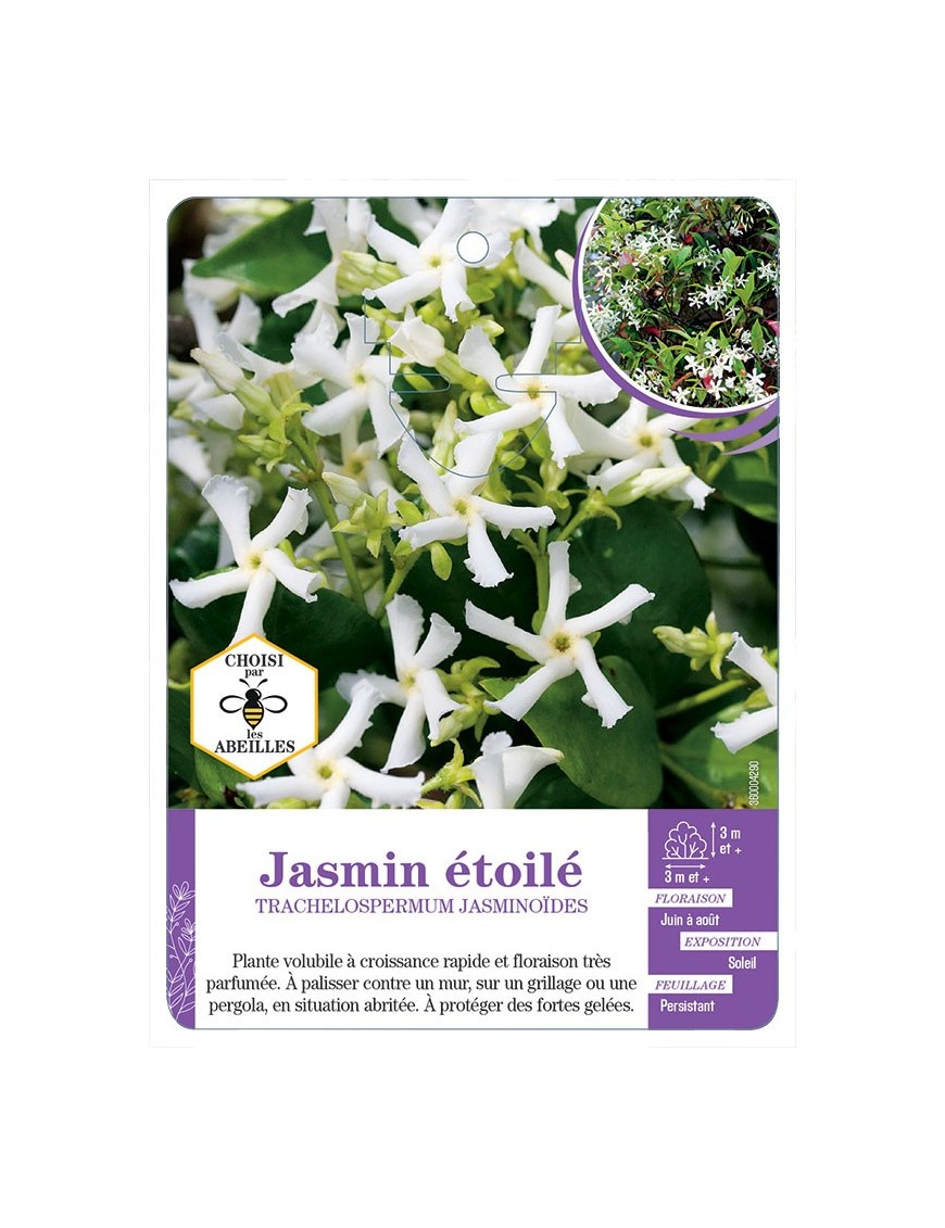 TRACHELOSPERMUM JASMINOIDES voir Jasmin étoilé